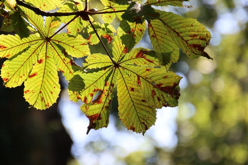 Autumn Garden Care