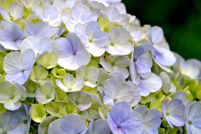 Summer Garden Care