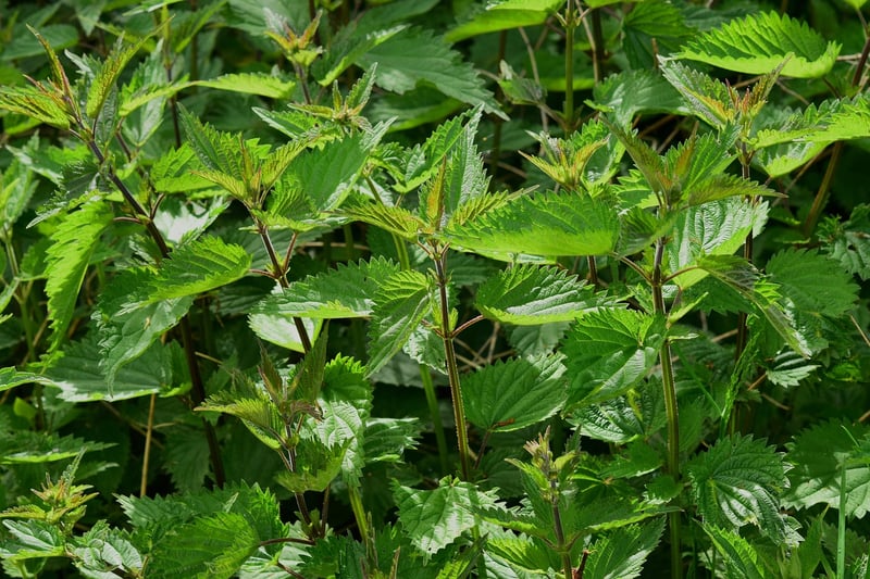 Herb Garden on Windowsill