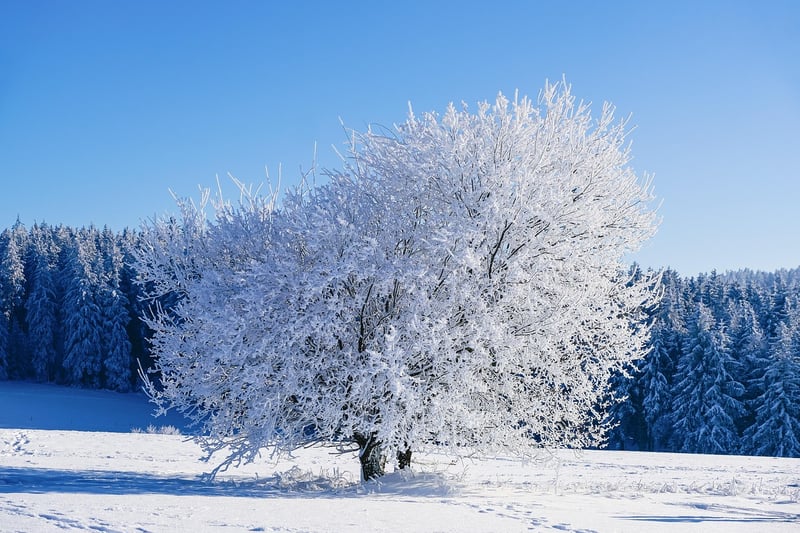 Winter Garden Care